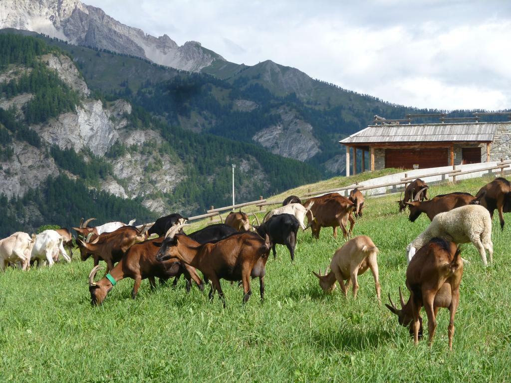 Agriturismo Barba Gust Cesana Torinese Ngoại thất bức ảnh